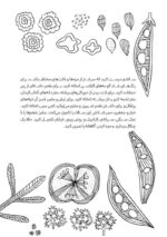 پرورش مغز